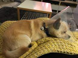 The Cone Of Shame Makes Pets Miserable The University Of Sydney