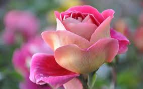 Image result for images of beautiful rose hd