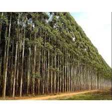 Image result for Eucalyptus cloeziana