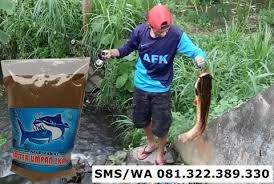 Umpan Serbuk Ikan Lele Indukan Jenis Kolam Ikan