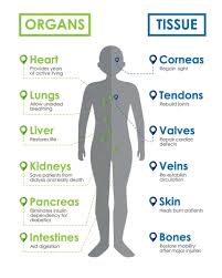Image result for Tissue Donation