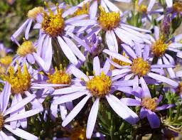 Image result for Felicia filifolia