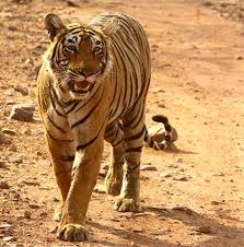 Maybe you would like to learn more about one of these? Free Download Hd Wallpaper Tiger Ranthambhor Image For Beautiful Bird Animals Wildlife Nature Tiger Wallpaper Desktop Background Images Most Beautiful Animals