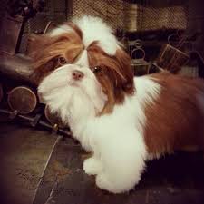 We did not find results for: Gorgeous Red Liver And White Shih Tzu Shih Tzu Shih Tzu Puppy Puppies