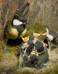 Baby Bird Identifier By Picture Hungry Baby Birds Birds Beautiful Birds Most Beautiful Birds