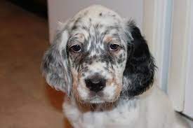 To keep up to date with the latest information on turnaround times for applications, please visit thekennelclub.org.uk/faqs. Hannah Pups 7 Weeks 26 English Setter English Setter Puppies Most Beautiful Dogs