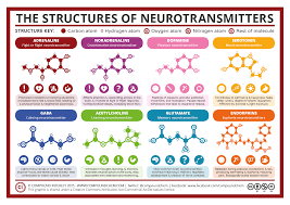 Neurotransmitters are signaling chemicals in our brains. A Simple Guide To Neurotransmitters Compound Interest