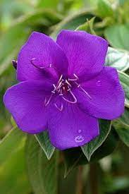 巴西野牡丹tibouchina urvilleana01 by chenkuntsan via flickr plants flowers nature