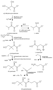 Pantothenic Acid Wikipedia