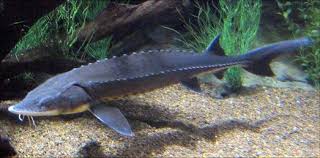 Lake Sturgeon Starting To Make A Comeback Lake Sturgeon Sturgeon Fish Sturgeon