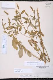 Image result for Sphenoclea zeylanica