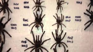 Updated Molt Chart Youtube