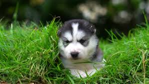 Right now i am writing a blog post about different husky coat colors and it is difficult to find a pure black husky at stock photos online, so i figured that our community might help. Cute Siberian Husky Puppy Lying On Green Grass By Lufi Morgan Videohive