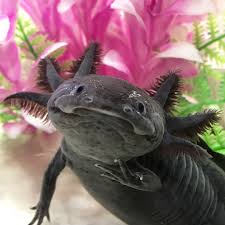 Thegoldengills On Instagram Axolotl Axolotl Cute Axolotl Animals
