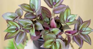 In today's episode we dive into the world of cacti and how to care for them. How To Grow And Care For Spiderwort Tradescantia Gardener S Path