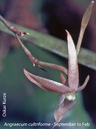 Image result for Angraecum chamaeanthus