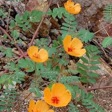 With over sixty (61 in fact!) annual flowers listed in arizona annual flowers planting guide, you are sure to find one to try. Arizona Summer Poppy Caltrops Native Seeds Search