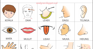 Maybe you would like to learn more about one of these? 47 Koleksi Terpopuler Gambar Anggota Tubuh Untuk Anak Paud