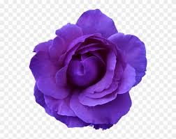 Believe it or not, purple is one of the most popular flower colors. Flower Rose Wild Blue Purple Transparent Flowers With Transparent Background Clipart 375995 Pikpng