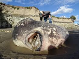 दुनिया के सब से रहस्समये और बड़े जानवर । mysterious and biggest animal in the world. Scientists Shocked By Rare Giant Sunfish Washed Up On California Beach Npr