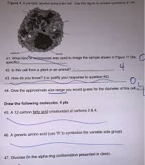 Animal cells are the types of cells that make up most of the tissue cells in animals. Figure 1 A Partially Labeled Eukaryotic Cell Use Chegg Com