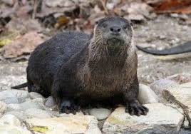 Cape May County Zoo Open Daily Close Christmas Day Spring Summer Hours Begins With Daylight Savings 10 A M Cape May Zoo Cape May County Cape May