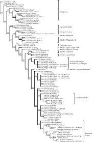 Image result for Leucas sexdentata