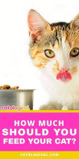 Find Out How Much To Feed Your Cat To Keep Her At An Optimal Weight For A Long Healthy Life Written By Dr Alison Pi Cat Feeding Guide Cats Cats And