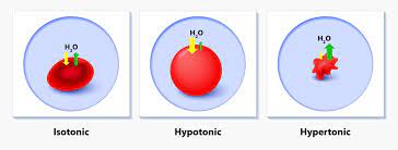 We did not find results for: Hypertonic Solution Definition And Examples Biology Dictionary