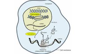 Dna, which stands for deoxyribonucleic acid, resembles a long, spiraling ladder. Bioh Dna Rna Protein Synthesis