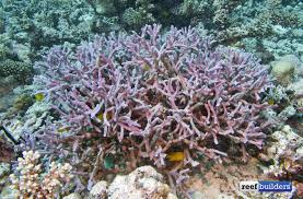 Image result for Corallocarpus triangularis