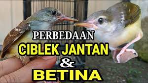 Perbedaan ciblek jantan dan betina yang masih muda ini harus diperhatikan secara seksama categories ciblek tags ciblek, ciblek anakan, perbedaan jantan dan betina 4 membedakan jantan betina ciblek gunung dan ciblek kebun dengan gambar. Cara Membedakan Ciblek Jantan Dan Betina Youtube