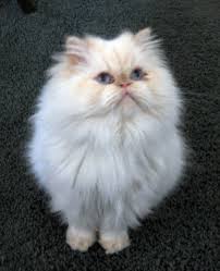 Flame point himalayan 3 beautiful flmae point kittens. Flame Point Persian Kitten Online