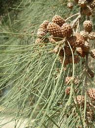 Image result for Casuarina