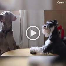 yummy yummy cute cats and dogs dogs cute puppies