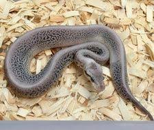 Axanthic Black And White Ball Python Red Axanthic Super Pastel Leopard Woma Ball Python Morphs Ball Python Python