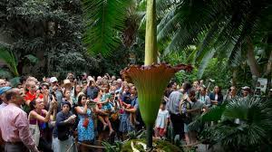 Cassie is the eldest descendant of the merriwick line. Rare Giant Plant Set To Show Off Once A Century Bloom Cbs News
