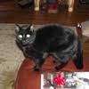 Advanced veterinary medicine & urgent care for rochester area pets. Best 30 24 Hour Emergency Vet In Rochester Ny With Reviews Yp Com