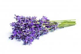 Lavender Flowers On White Background Lavender Flowers Oil Painting Abstract Lavender Plant
