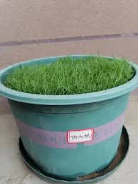 Image result for Agrostis products