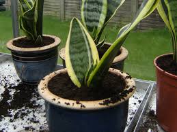 Snake plants, aka sansevierias or mother in law tongues, are diehard houseplants. Mother In Law S Tongue How To Care For And Repot This Plant Dengarden