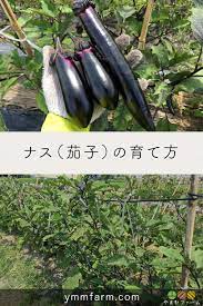 ナス 茄子 の育て方 野菜のガーデン 栽培 なす 栽培