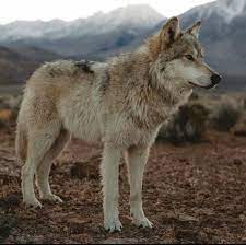 Soberbia La Planta De Este Lobo Wolf Pictures Animals Wild Dog Cat
