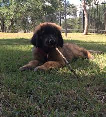 Find leonberger puppies for sale with pictures from reputable leonberger breeders. Pups Yvain Leonbergers