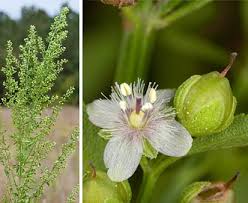 Image result for Scoparia