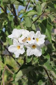 Image result for Cordia