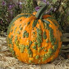 Look under the pumpkin and at the top for signs of cucumber beetle damage. Pumpkin Warty Goblin F1 Harris Seeds