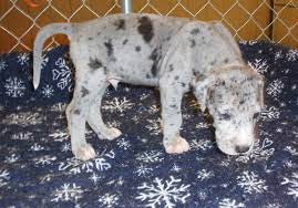 We have been raising great danes for over 5 years and we have. Darby Plains Danes Harlequins Mantles Merle And Black Harl Bred Blacks Puppies