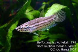 Betta Simplex Wild Bettas