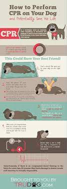 Infographic How To Perform Cpr On Your Dog Dog Infographic Pet Hacks How To Perform Cpr